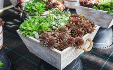 Te koop via Brookz: handelsbedrijf gespecialiseerd in plantenarrangementen met moderne webshop, cash-and-carry en omzet van ca. €3,75M.
