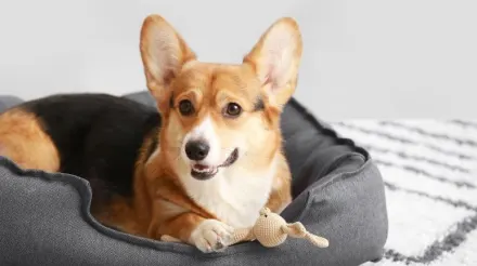 Deze gespecialiseerde e-commerce webshop is gericht op kwalitatieve en stijlvolle huisdierproducten, met de nadruk op hondenartikelen. Interesse?