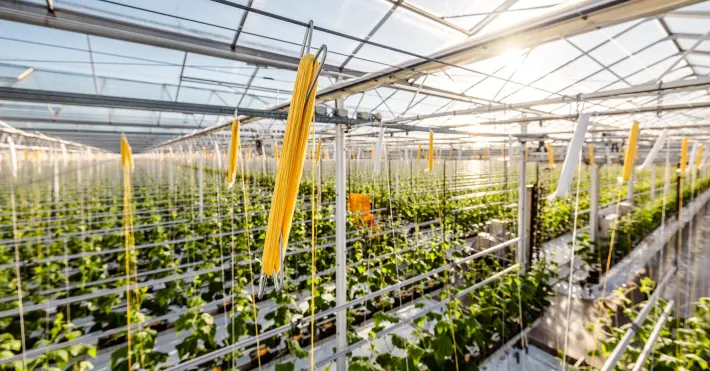 Marktlink begeleidt bedrijfsverkoop tomatenhakenwikkelbedrijf van den Wijngaart