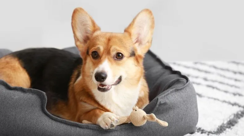 Deze gespecialiseerde e-commerce webshop is gericht op kwalitatieve en stijlvolle huisdierproducten, met de nadruk op hondenartikelen. Interesse?