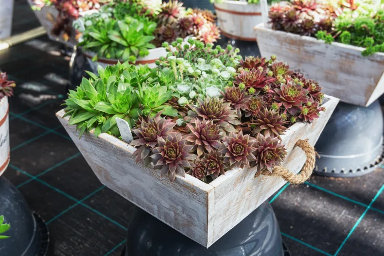 Te koop via Brookz: handelsbedrijf gespecialiseerd in plantenarrangementen met moderne webshop, cash-and-carry en omzet van ca. €3,75M.