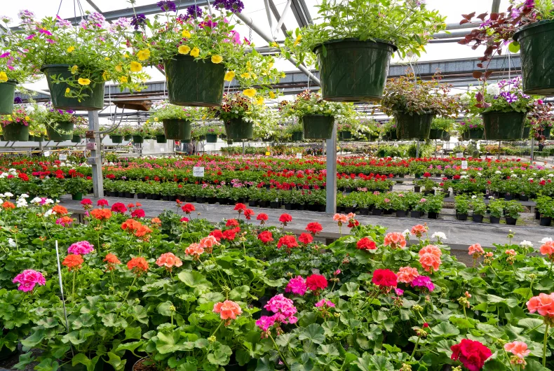 Inspiratie Monica Zakenman Te koop: groothandel in bloemen/ planten - Brookz