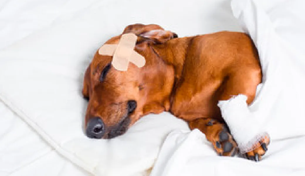 Check-in on Injured Pet