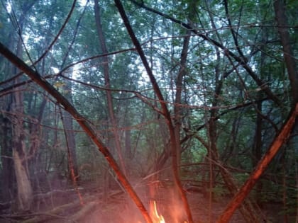 Активисты обнаружили два десятка очагов поджога в Русско-Немецкой Швейцарии