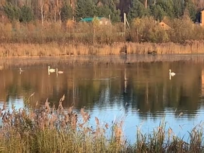 Лебеди готовятся к перелету в Озерном