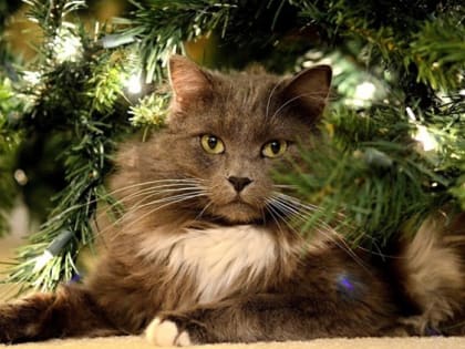 Стал известен прогноз погоды в Татарстане на Старый Новый год