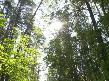 Минлесхоз РТ планирует повысить нормативы затрат на восстановление лесов