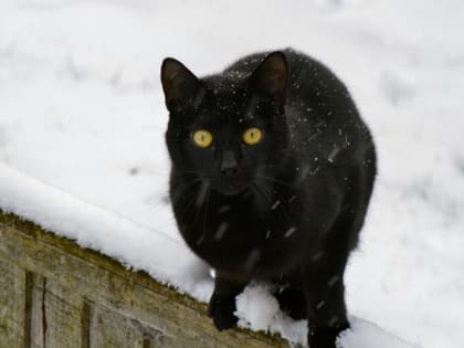 Новые инициативы по улучшению городской инфраструктуры