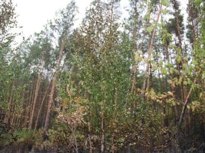 В Лениногорском районе введен особый противопожарный режим