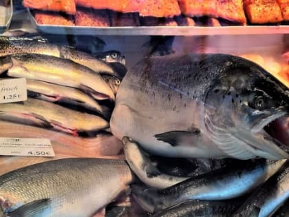 В этих видах рыб нашли очень много ртути: гробит печень, мозг и сердце