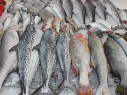 Ни в коем случае не угощайте такой рыбой: в ней могут быть 10-метровые черви