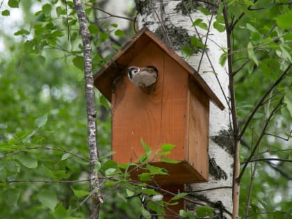 На экскурсии в Горкинско-Ометьевском лесу казанцев научат различать пение птиц