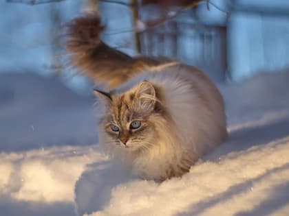 На небесном фронте без перемен: в первый рабочий день года в Татарстане будет аномально холодно