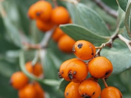 Диетолог предупредила об опасных свойствах облепихи для пожилых людей