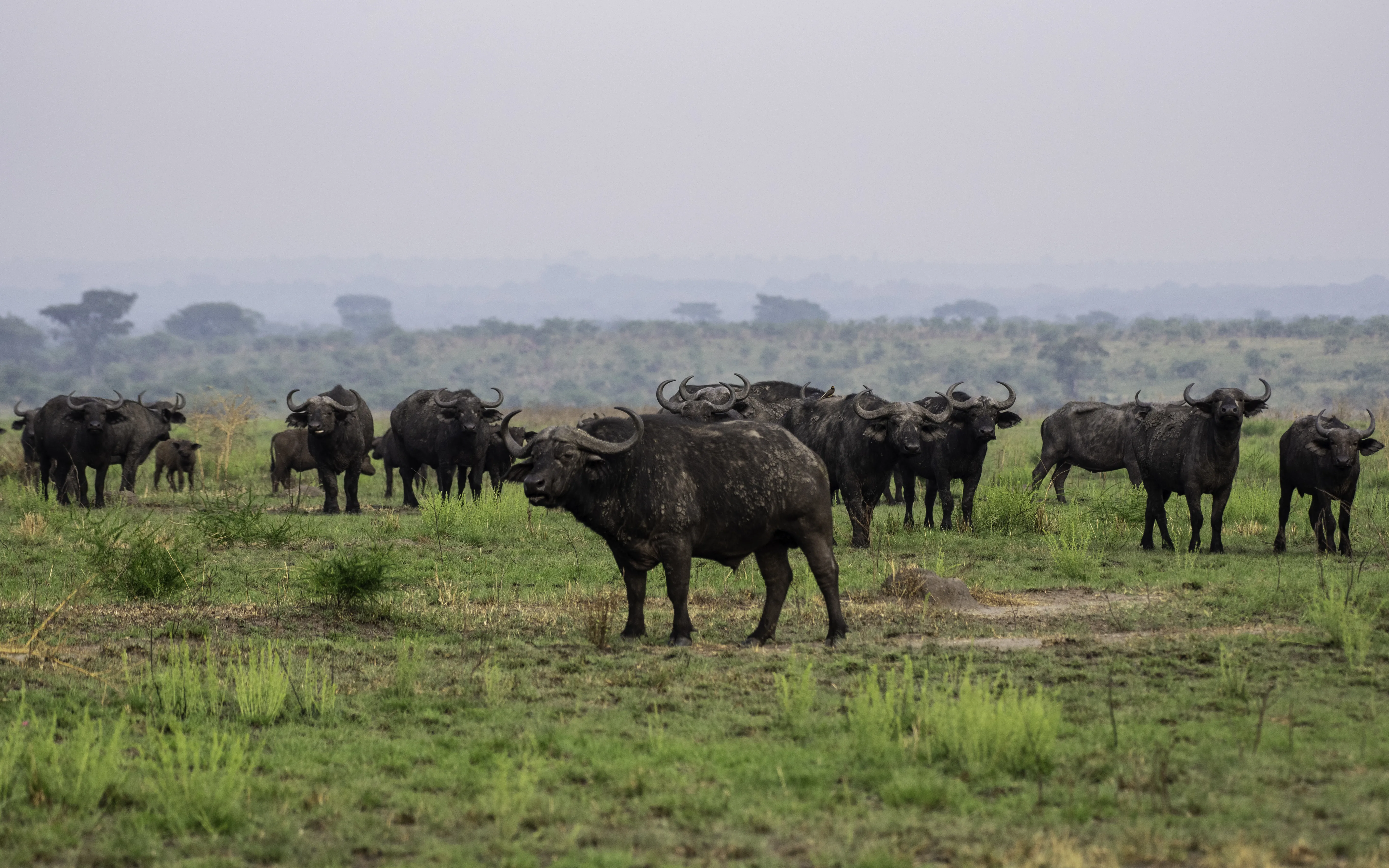 Queen Elizabeth National Park