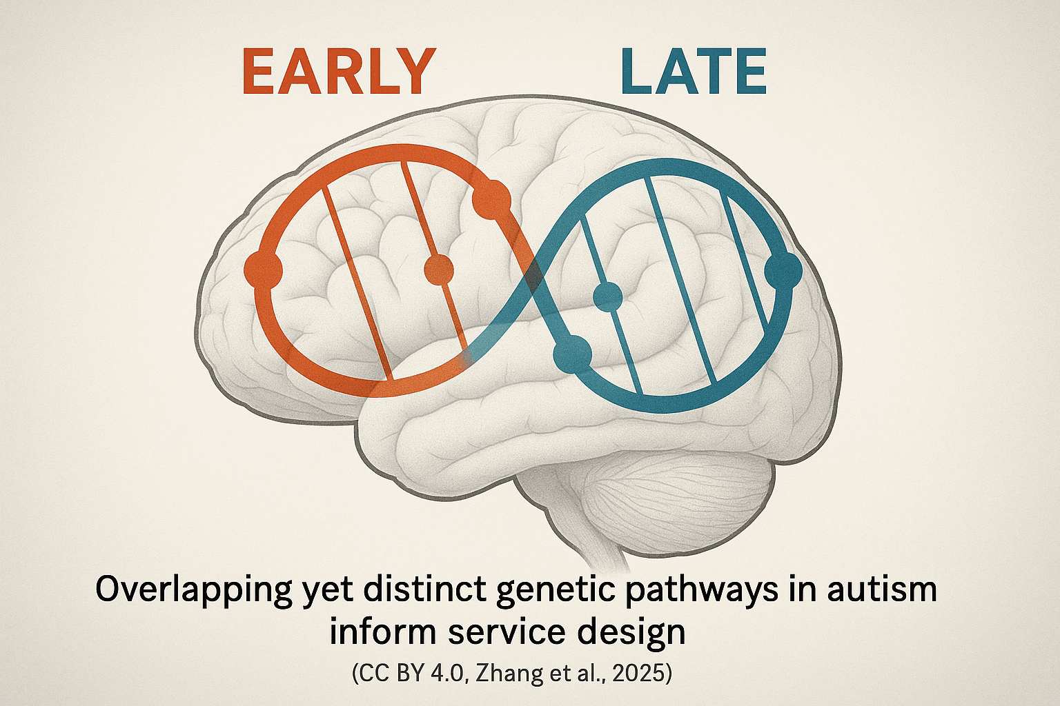 Rethinking Autism Heterogeneity: Operational Lessons from Polygenic Divergence