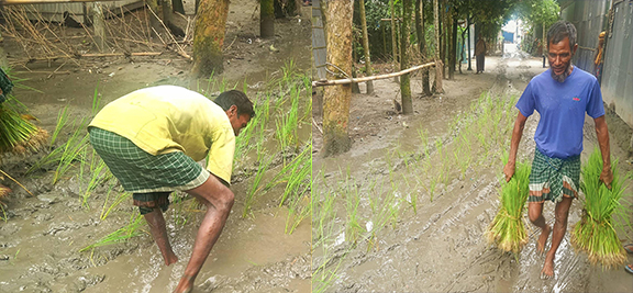 রংপুরের এক নিভৃত পল্লীতে কাচা সড়ক পাকা করার দাবীতে ধানের চারা রোপন করে এলাকাবাসীর অভিনব প্রতিবাদ