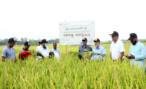 ধানে অধিক ফলন রংপুর বিভাগের চাষীরা লাভবান হচ্ছে