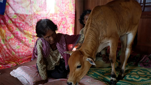 গরুকে বিয়ে করে সংসার করছেন তিনি