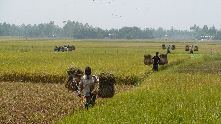 সোনালী ফসল ঘরে তুলতে ব্যস্ত কৃষকরা