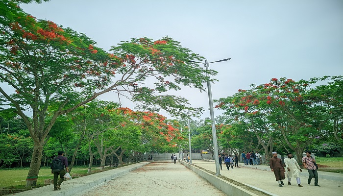 বেগম রোকেয়া বিশ্ববিদ্যালয়ের ক্যাম্পাস জুড়ে ফুটেছে রক্তিম রাঙ্গা কৃষ্ণচূড়া ফুটেছে