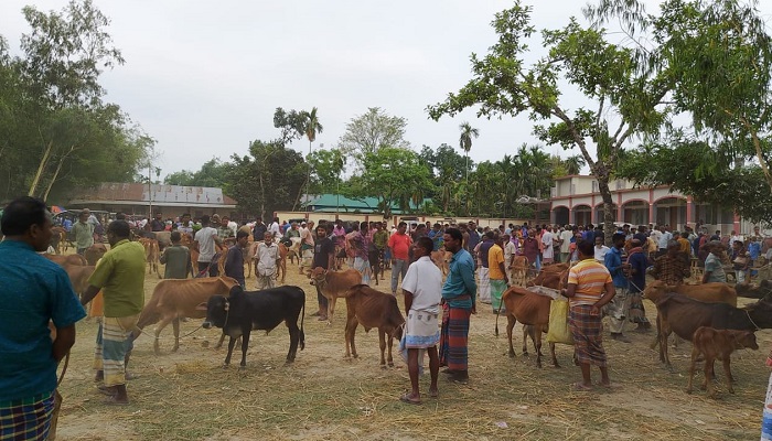 পশুর হাটে অতিরিক্ত টোল আদায়ের অভিযোগ