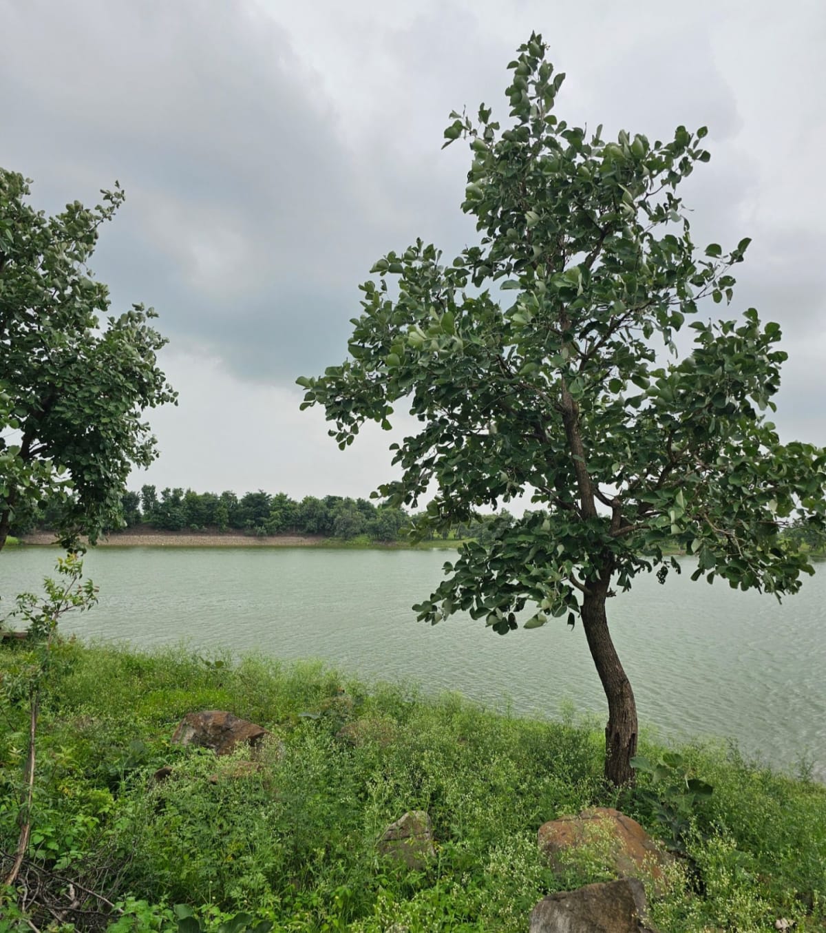 Lake side discovery farm mango farmland for sale, photo 2