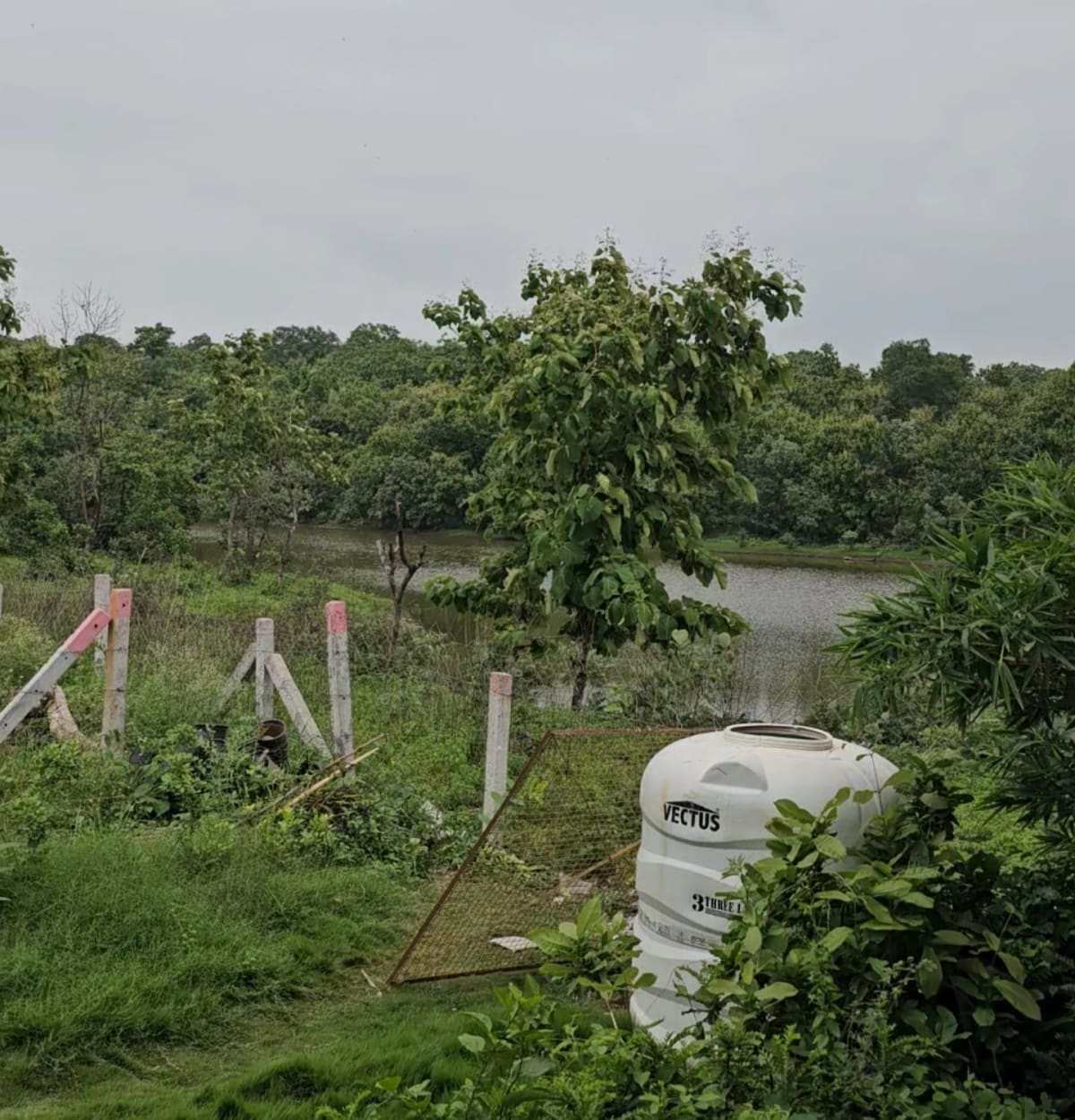 Lake side discovery farm mango farmland for sale, photo 4