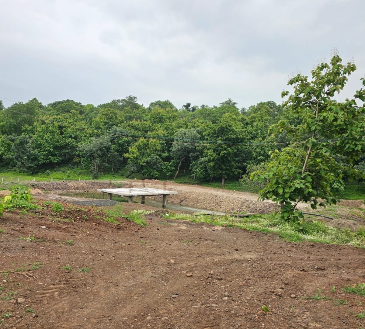 Lake side discovery farm mango farmland for sale, photo 7