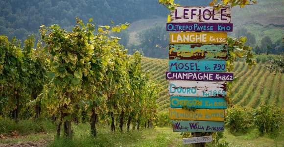 Oltrepò Pavese: Vineyard Walk and Wine Tasting 1 Hour from Milan