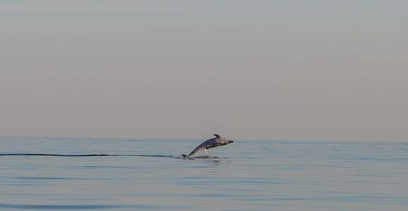 Safari de delfines todas las mañanas y tardes