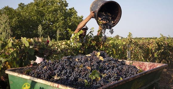 Martina Franca: Taste Wine & Local Specialities