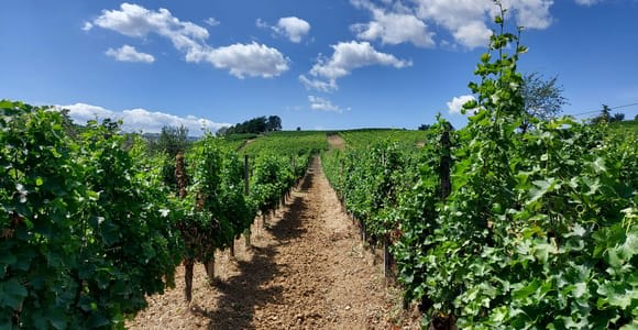Castell'Arquato: Winery tour and tasting Colli Piacentini wines