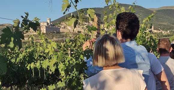 Asís: Cata de vinos, maridaje gastronómico, paseo por los viñedos
