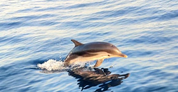 Taormina Giardini Naxos:Dolphin Watching HQWW® con Apericena