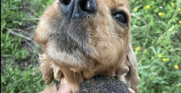 Molise Truffle Hunting Experience with Food Tasting & Wines