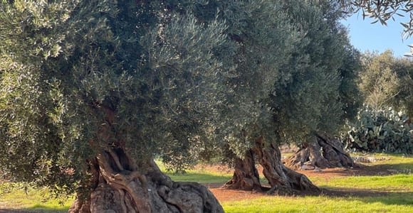Ostuni: Olivenöltour mit Verkostung und Besuch der Mühle