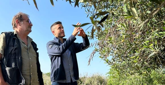 Balestrate: Olivenhain-Tour mit Wein- und Olivenölverkostung