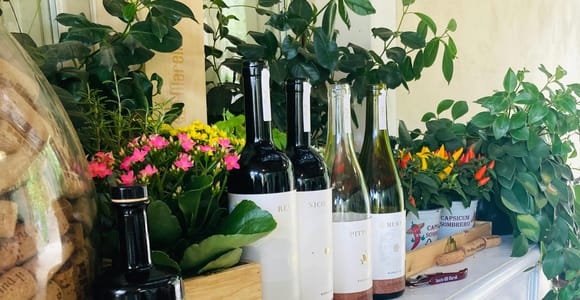 Lucca – Natural wine tasting at Tenuta Mareli