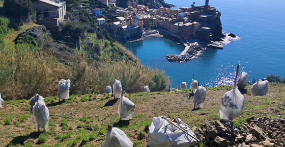 Lemon Tour with Limoncino and Wine Tasting in Vernazza (Cinque Terre)