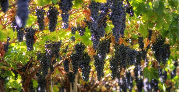 Amarone Wine Tour & Tasting from Venice, Padua or Verona