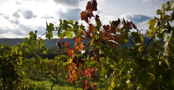 Arezzo: Weinprobe im Val di Chiana