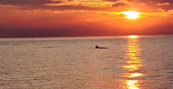 Umag: Observación de delfines y excursión panorámica al atardecer