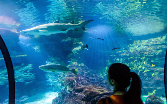 Barcelona Aquarium: Skip-the-Line Admission Ticket