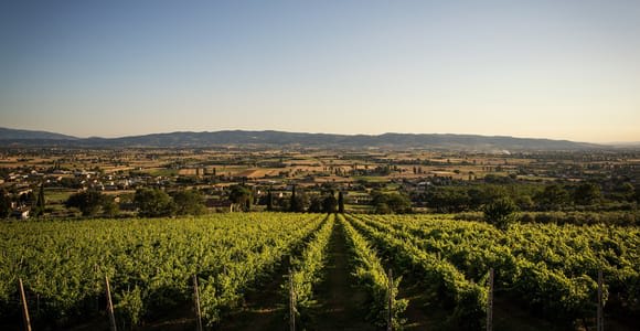 Asís: Visita a Bodegas Ecológicas con Catas y Comida Típica