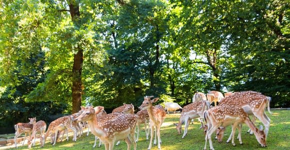 Stresa: Eintrittskarte für den Parco Pallavicino