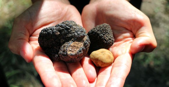 San Gimignano: Truffle Hunting with Lunch & Wine Tasting