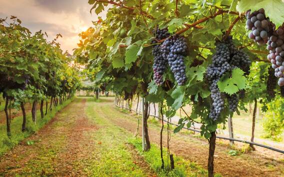 From Florence: Chianti Half-Day Afternoon Tour