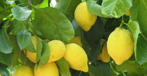 Sorrento: Lemon, Olive Oil and Wine Tasting Tour with Lunch
