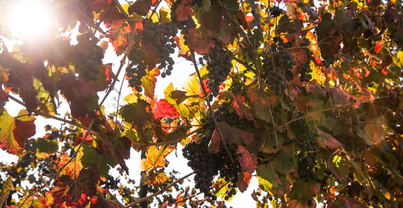 Modena: Balsamic Vinegar Tasting Experience